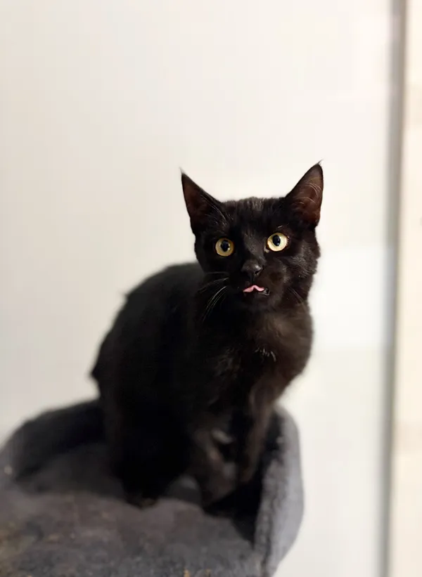 Oddam kota, Olsztyn, Osiedle nad Jeziorem Długim, 22 listopada 2025 (1/5)