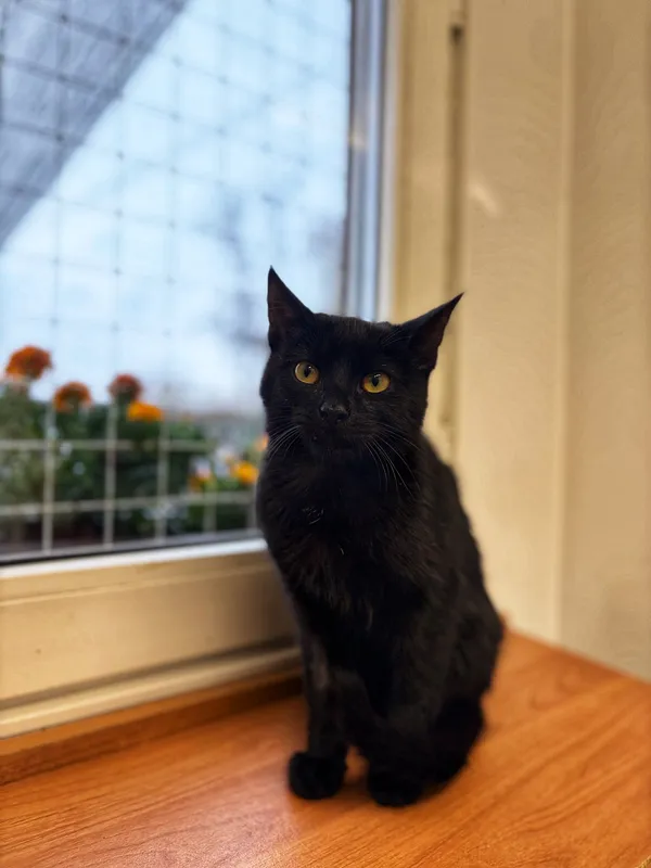 Oddam kota, Olsztyn, Osiedle nad Jeziorem Długim, 22 listopada 2025 (2/5)