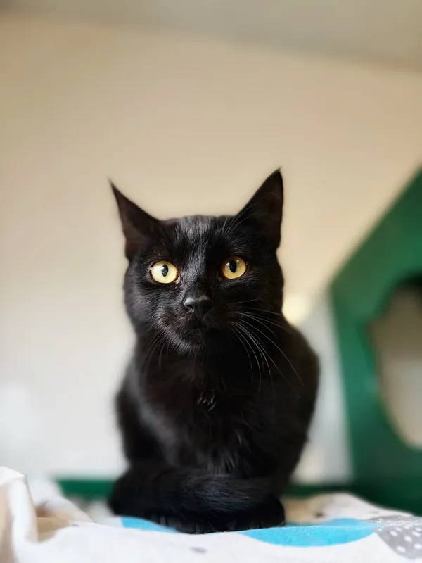 Oddam kota, Olsztyn, Osiedle nad Jeziorem Długim, 22 listopada 2025 (3/5)