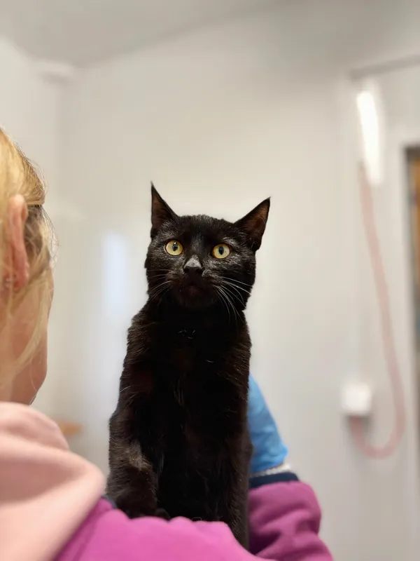 Oddam kota, Olsztyn, Osiedle nad Jeziorem Długim, 22 listopada 2025 (4/5)