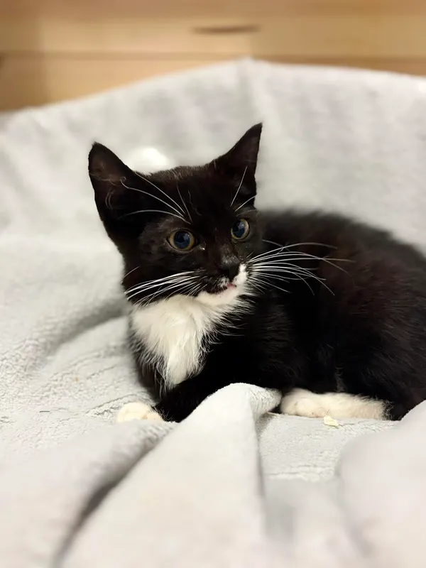 Oddam kota, Olsztyn, Osiedle nad Jeziorem Długim, 22 listopada 2025