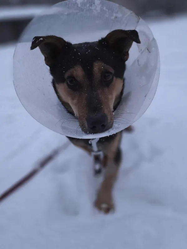 Pies do adopcji, Zgierz, 22 listopada 2025 (2/4)