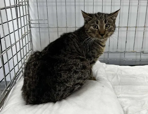 Znaleziono kota, Toruń, 21 listopada 2025