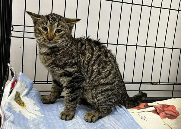 Znaleziono kota, Toruń, 21 listopada 2025