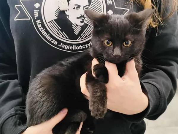 Znaleziono kota, Toruń, 21 listopada 2025