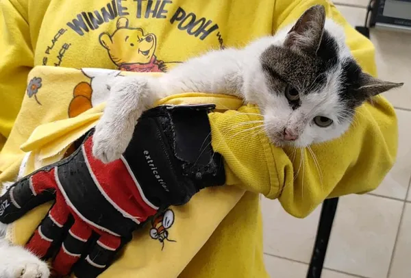 Znaleziono kota, Toruń, 20 listopada 2025