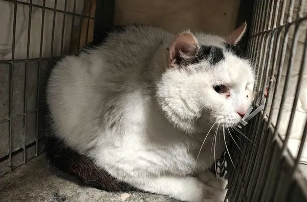 Znaleziono kota, Toruń, 20 listopada 2025