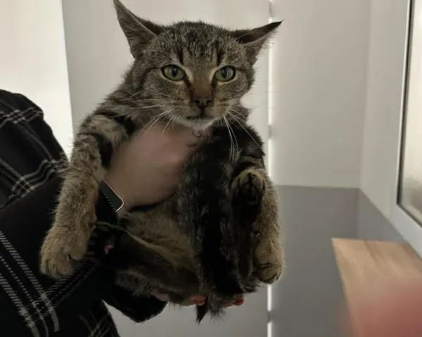 Znaleziono kota, Toruń, 19 listopada 2025