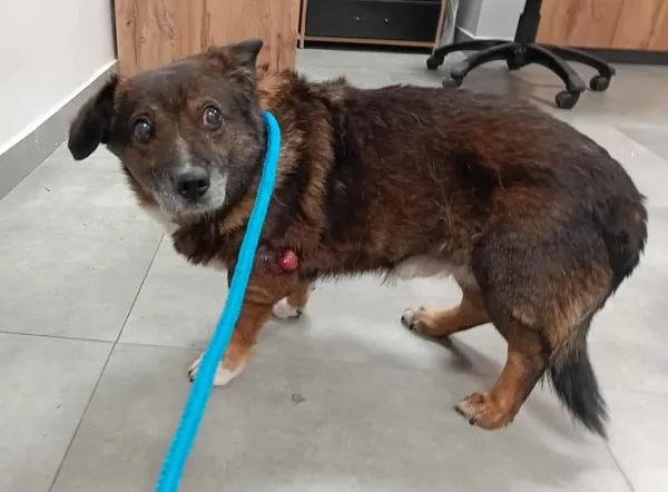 Znaleziono psa, Toruń, 19 listopada 2025