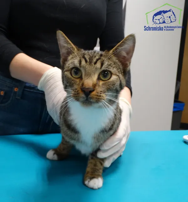 Znaleziono kota, Szczecin, 22 listopada 2025 (2/2)