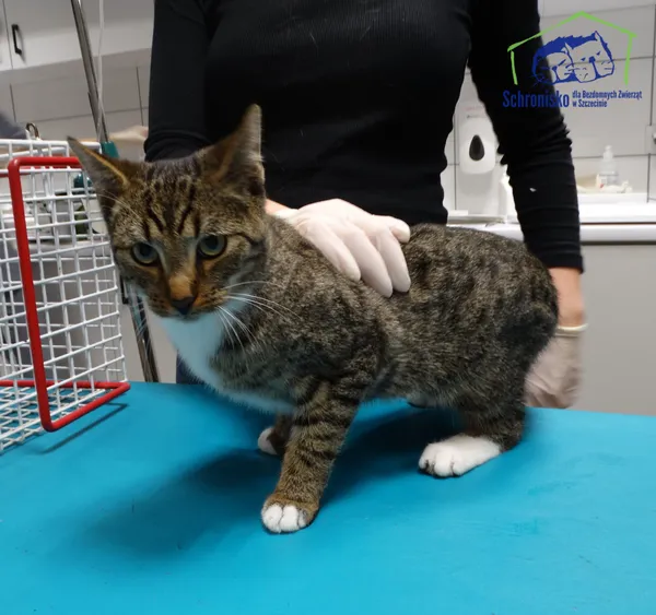 Znaleziono kota, Szczecin, 22 listopada 2025 (1/2)