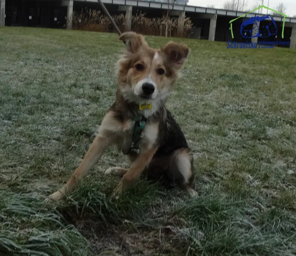 Znaleziono psa, Szczecin, 22 listopada 2025 (1/2)