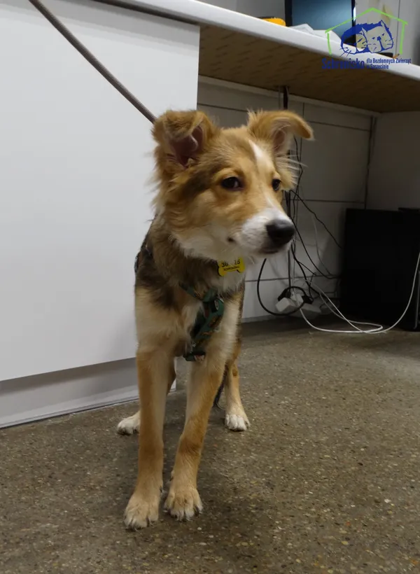Znaleziono psa, Szczecin, 22 listopada 2025 (2/2)
