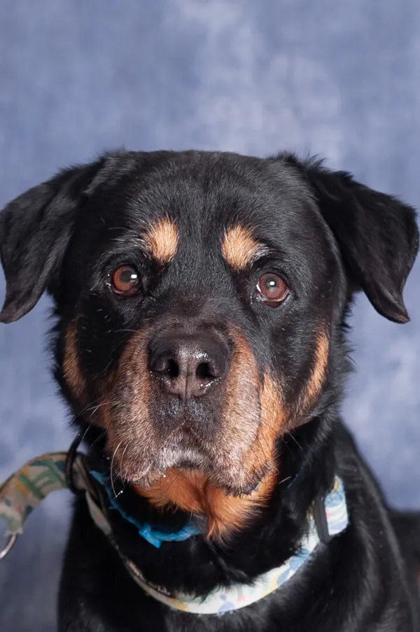 Pies do adopcji, Gdańsk, 21 listopada 2025