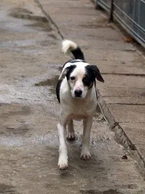 Pies do adopcji, Pabianice, 23 października 2025 (1/5)