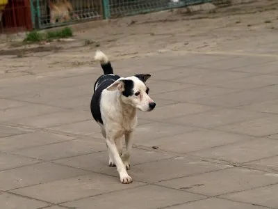 Pies do adopcji, Pabianice, 23 października 2025 (3/5)