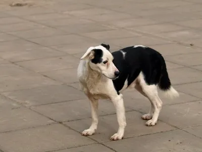 Pies do adopcji, Pabianice, 23 października 2025 (4/5)