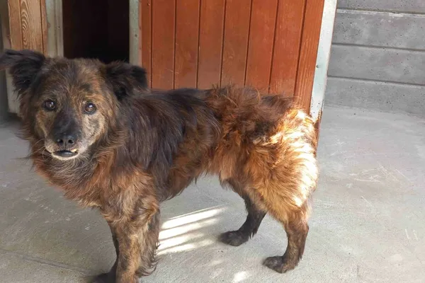 Pies do adopcji, Henrykowo, 25 lipca 2025 (1/2)