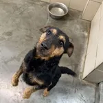 Pies do adopcji
