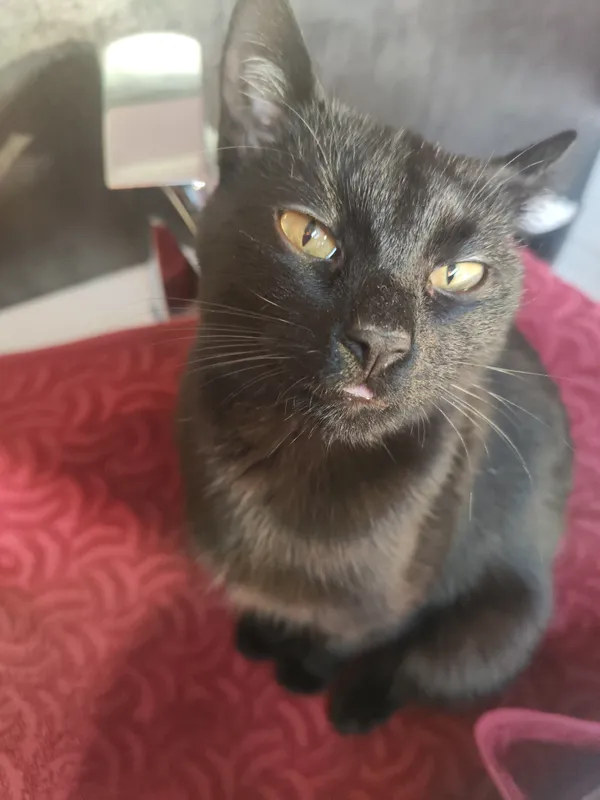 Zaginął kot, Nowy Adamów, 23 listopada 2025 (2/5)