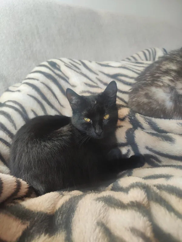 Zaginął kot, Nowy Adamów, 23 listopada 2025 (3/5)