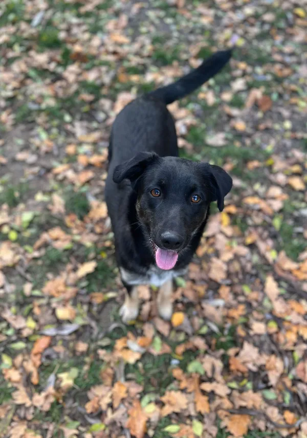 Oddam psa, Warszawa, Stare Bielany, 23 listopada 2025 (3/4)