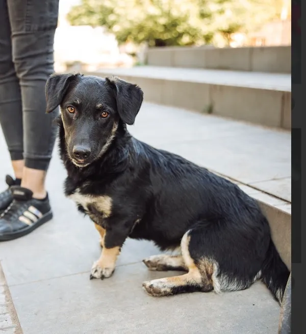 Oddam psa, Warszawa, Sady Żoliborskie, 23 listopada 2025 (1/4)