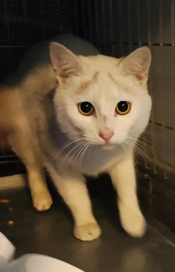 Znaleziono kota, Lublin, 22 listopada 2025