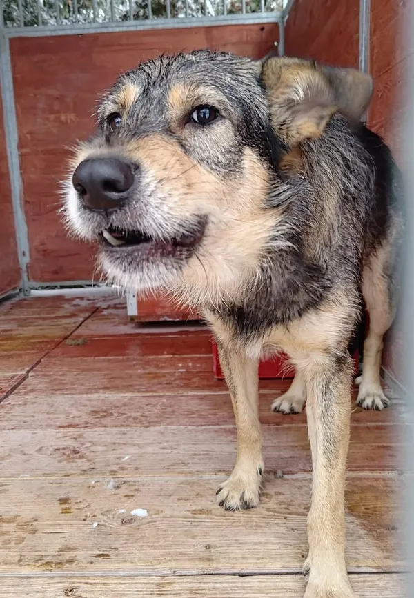 Znaleziono psa, Lublin, 23 listopada 2025