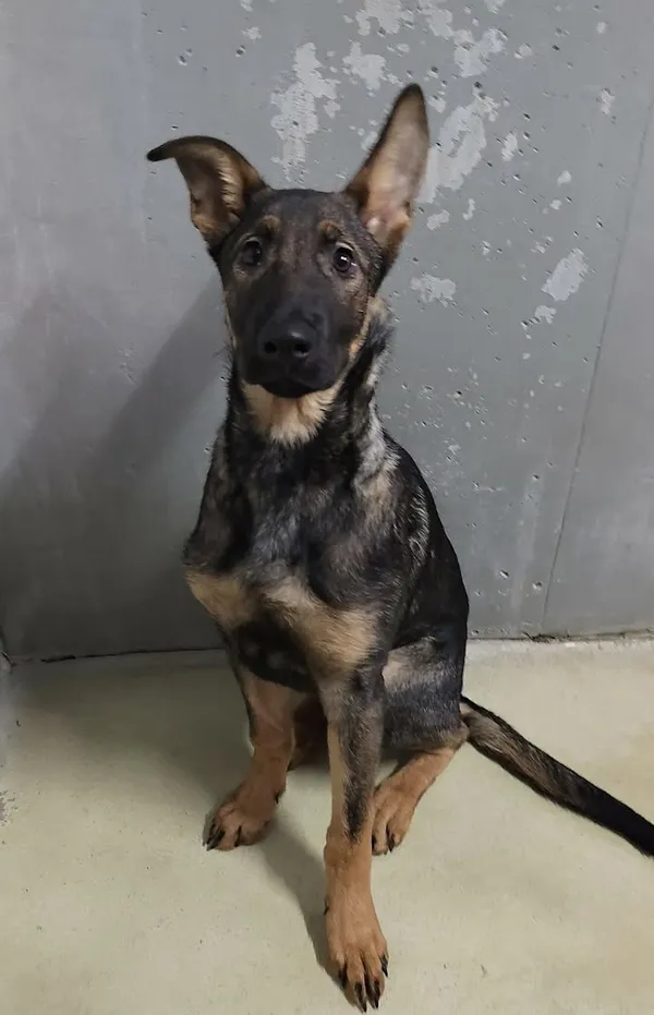 Znaleziono psa, Lublin, 23 listopada 2025