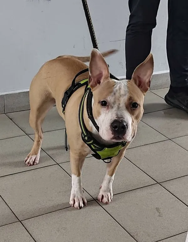 Znaleziono psa, Lublin, 23 listopada 2025