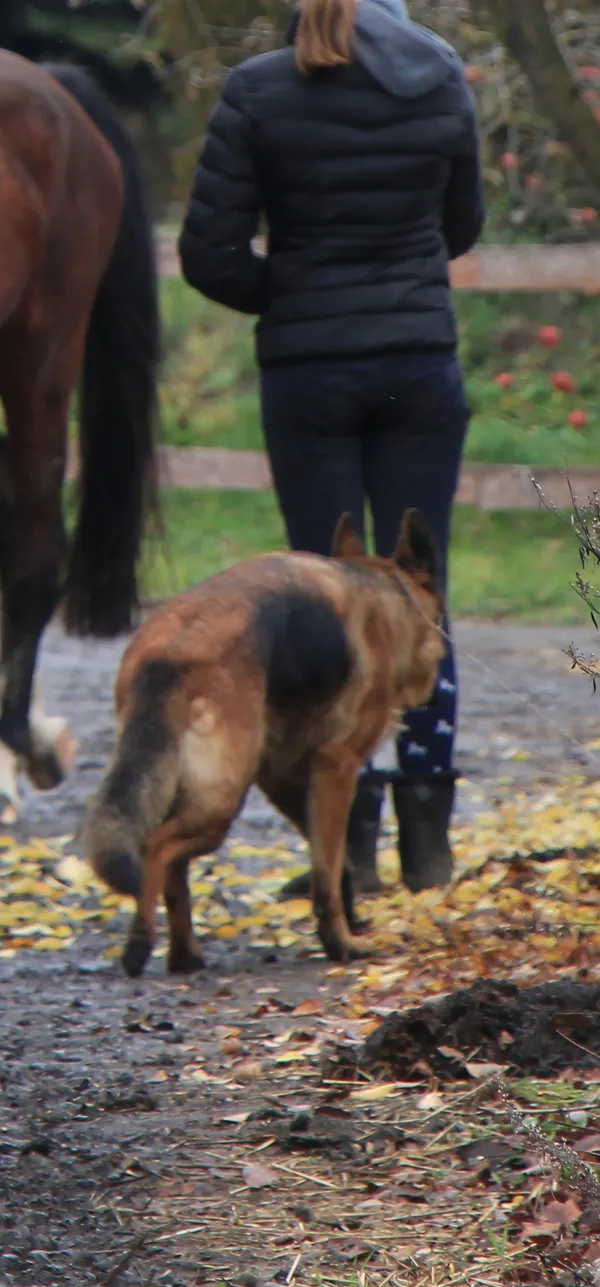 Zaginął pies, Niegardów-Kolonia, 23 listopada 2025 (4/6)