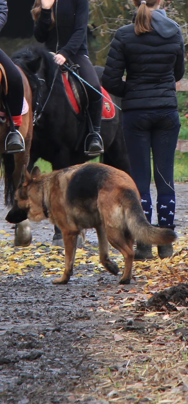 Zaginął pies, Niegardów-Kolonia, 23 listopada 2025 (5/6)