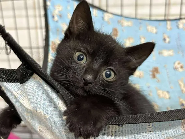 Kot do adopcji, Sosnowiec, 19 września 2025 (1/3)