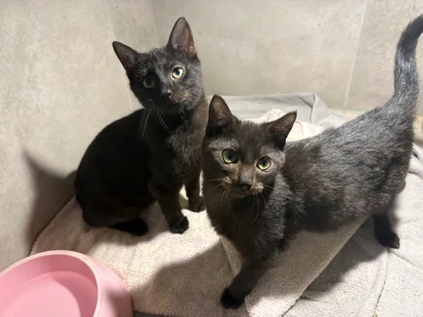 Kot do adopcji, Sosnowiec, 19 września 2025 (3/3)