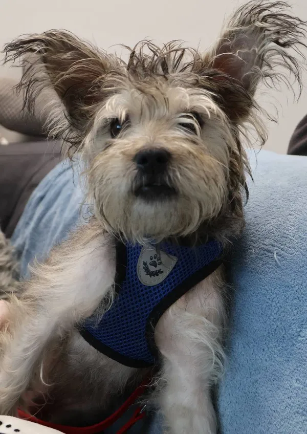 Znaleziono psa, Łódź, 22 listopada 2025 (4/4)