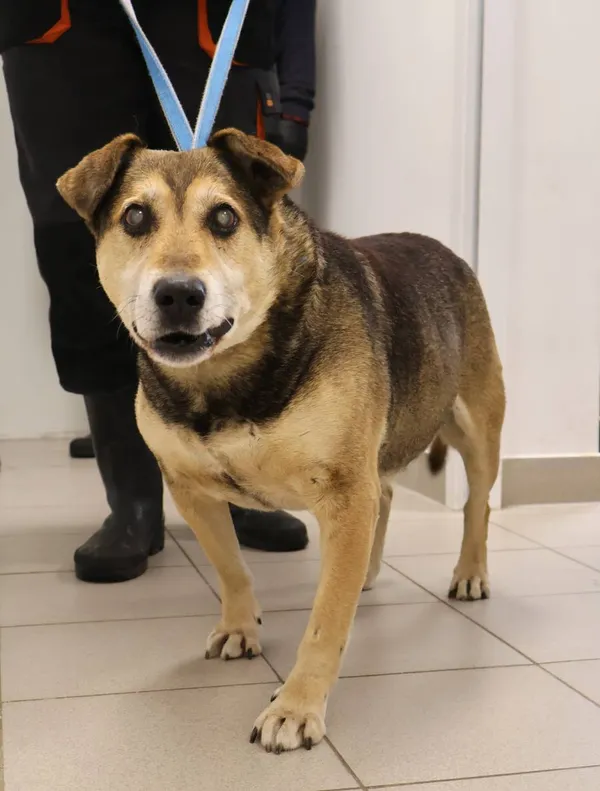 Znaleziono psa, Łódź, 22 listopada 2025 (2/2)