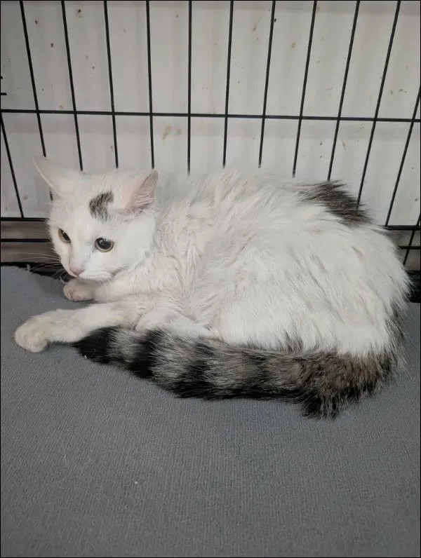 Znaleziono kota, Grudziądz, 22 listopada 2025