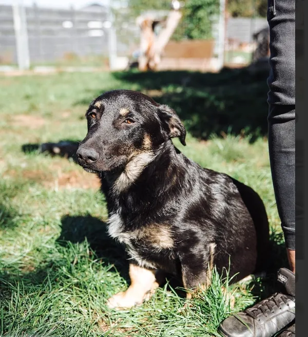 Oddam psa, Warszawa, Skarpa Powsińska, 23 listopada 2025 (3/4)