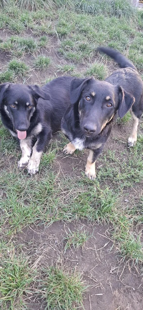 Oddam psa, Warszawa, Skarpa Powsińska, 23 listopada 2025 (4/4)