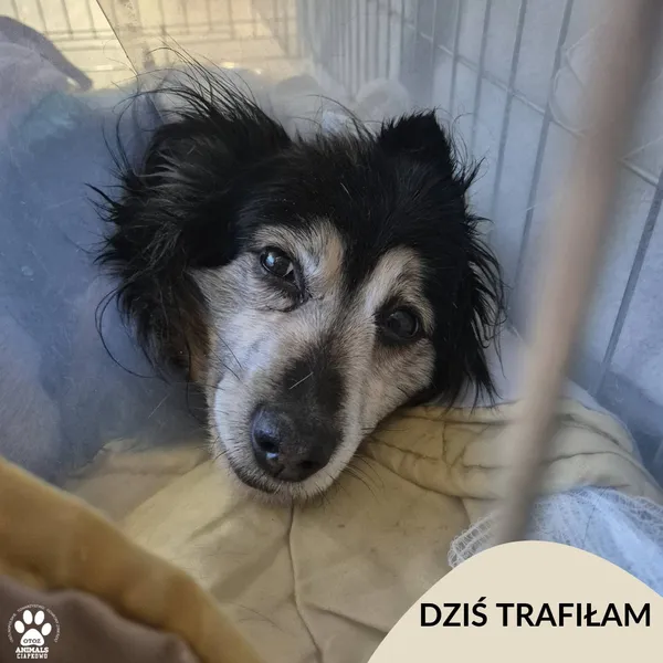 Znaleziono psa, Gdynia, 20 listopada 2025