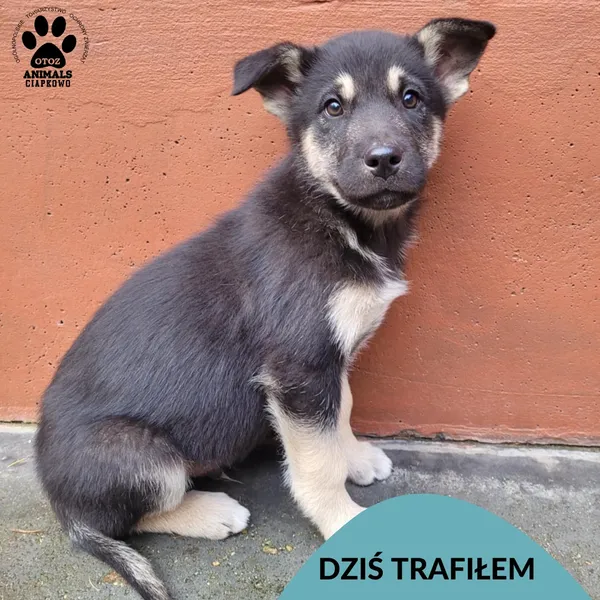 Znaleziono psa, Gdynia, 18 listopada 2025