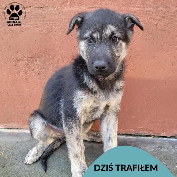 Znaleziono psa, Gdynia, 18 listopada 2025