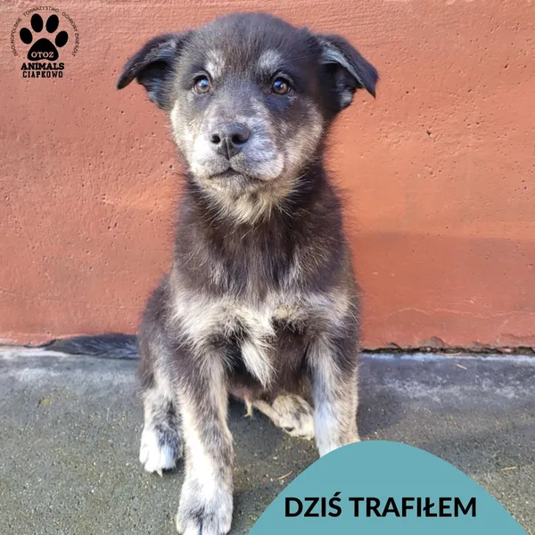 Znaleziono psa, Gdynia, 18 listopada 2025