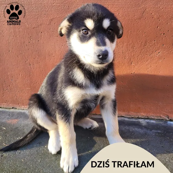 Znaleziono psa, Gdynia, 18 listopada 2025