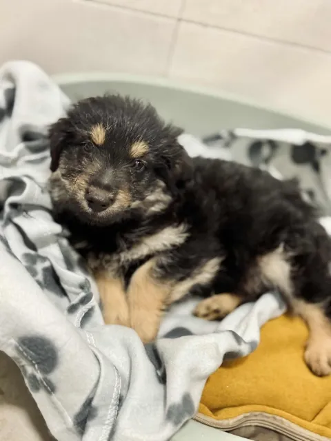 Pies do adopcji, Piła, 22 października 2025 (2/3)