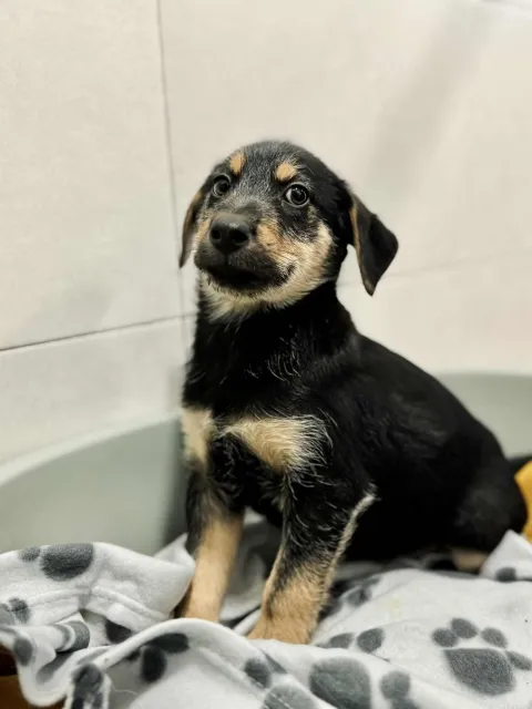 Pies do adopcji, Piła, 22 października 2025 (1/4)