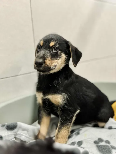 Pies do adopcji, Piła, 22 października 2025 (2/4)