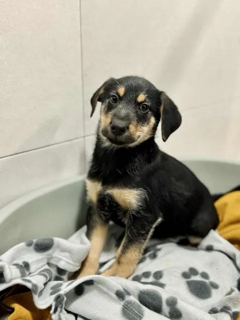 Pies do adopcji, Piła, 22 października 2025 (3/4)