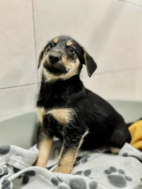 Pies do adopcji, Piła, 22 października 2025 (4/4)